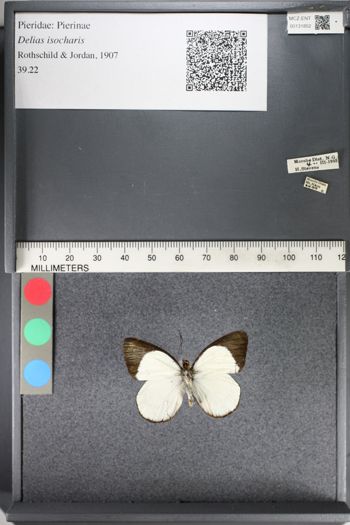Media type: image;   Entomology 131852